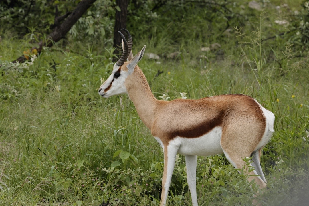 Etosha, Springbok