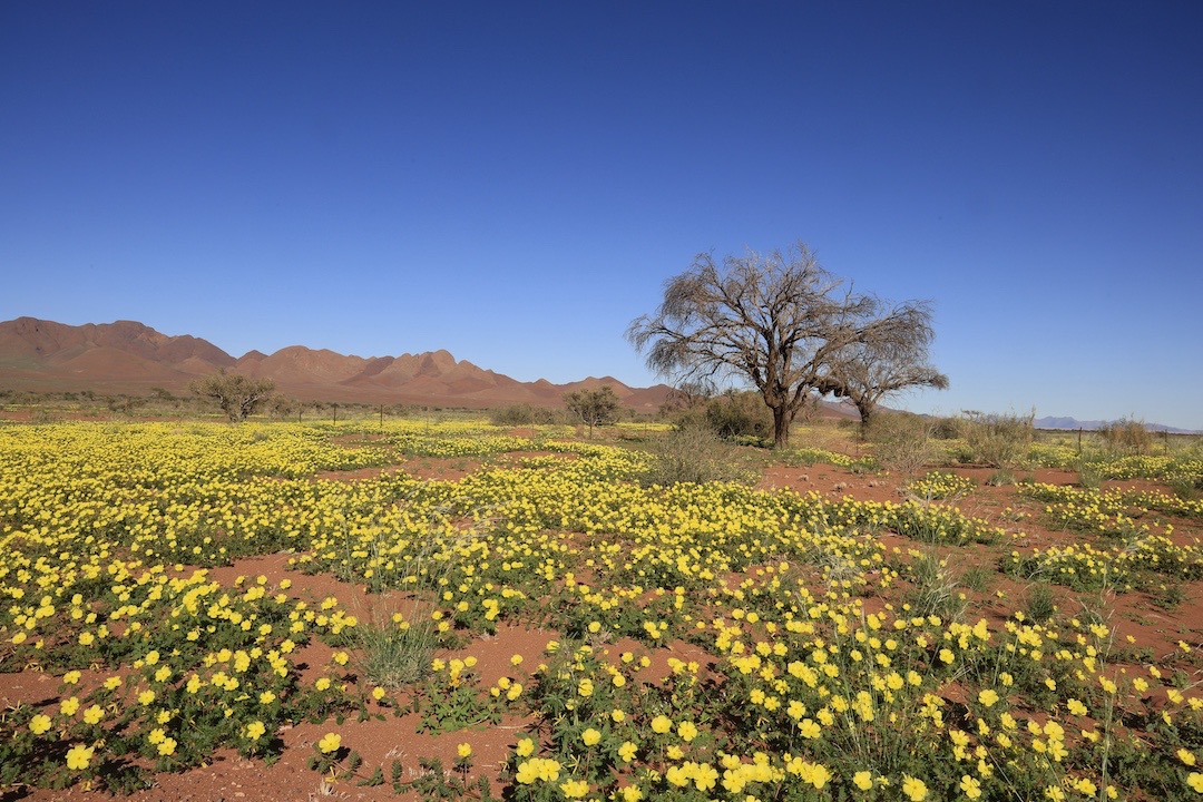 Kalahari