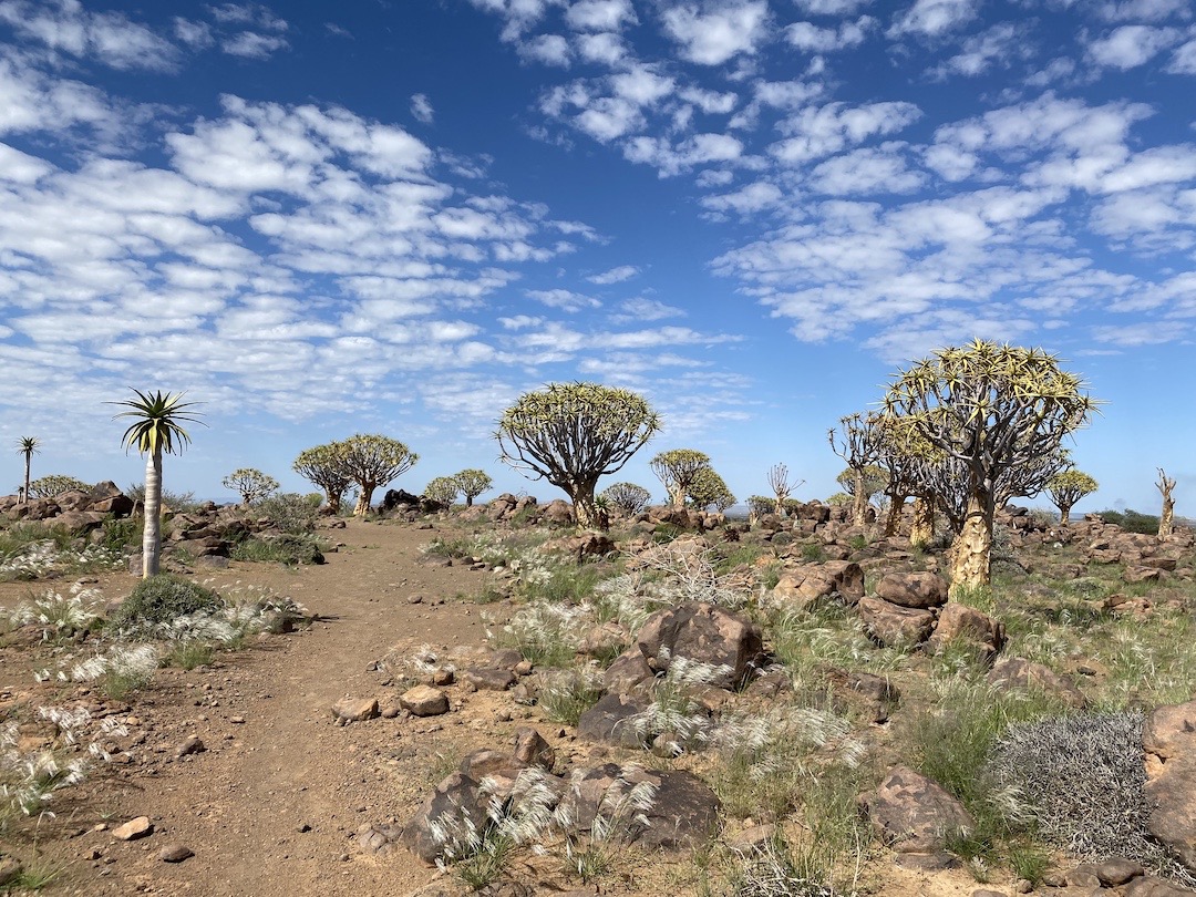 Kokerboom - Aloe Dichotoma